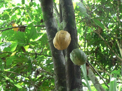 Wilder Kakao-Baum